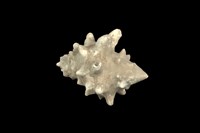 藏品(大岩螺)的圖片